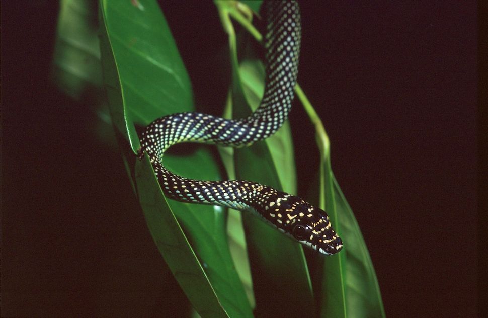 In Images: A Flying Snake of Southeast Asia | Live Science