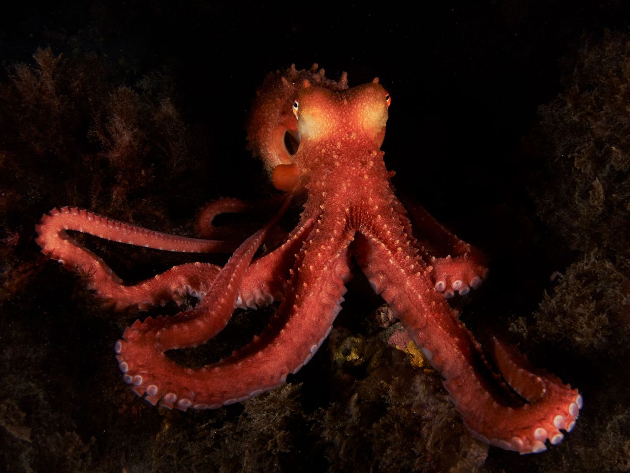 a red-colored octopus sitting on rocks in the dark with orangey skin around its eyes