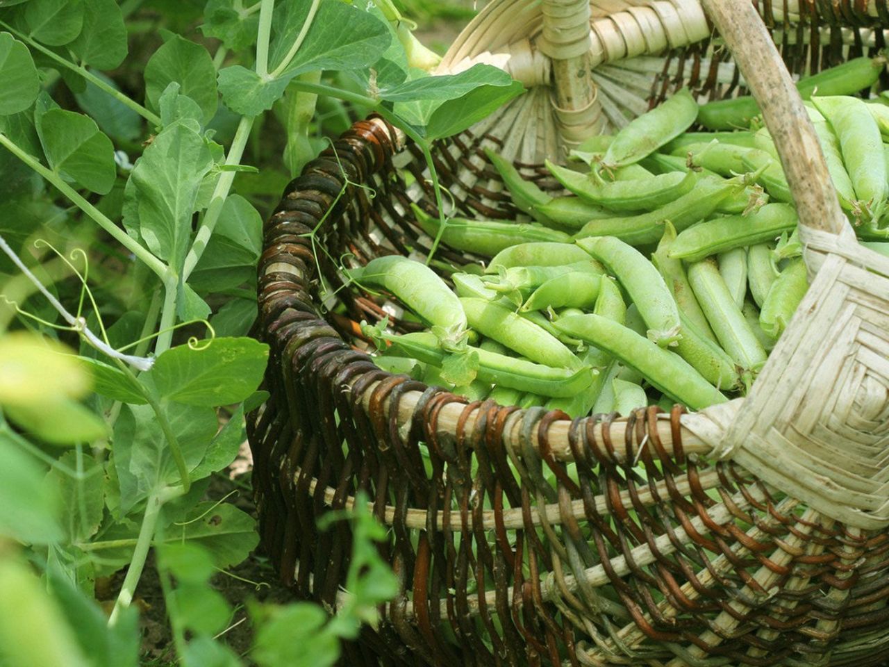 Wooden Basket Full Of Peas