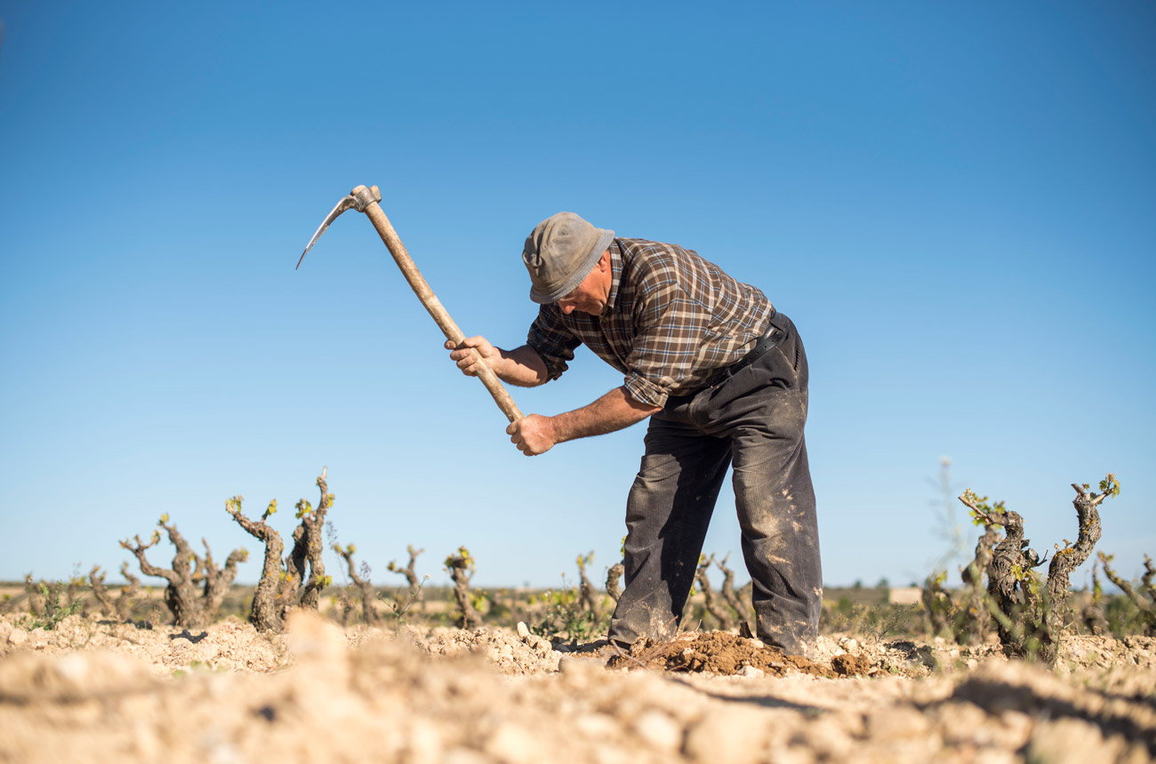 Vinedo-Vineyard_RIOJA_LOPEZDEHARO-36.jpg
