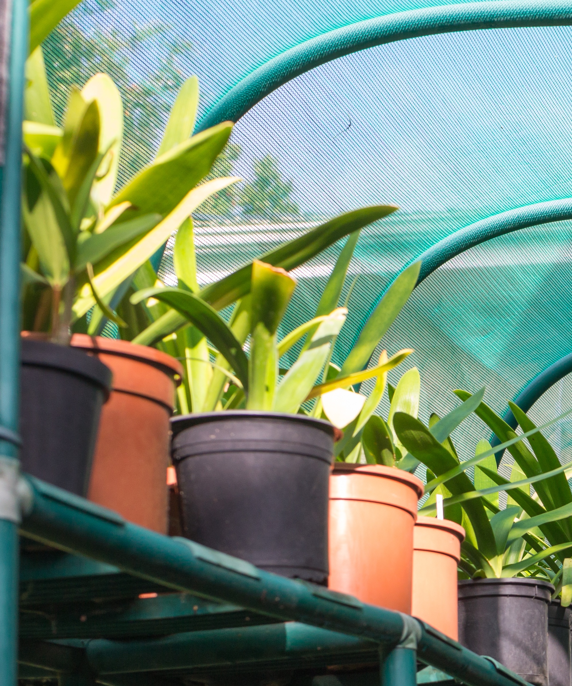Plants on a shelf in a shaded greenhouse in summer