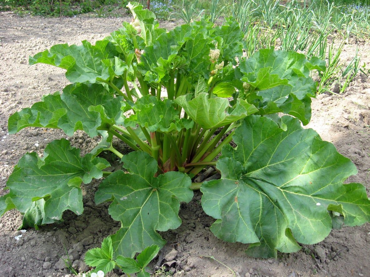 Large Victoria Rhubarb Plant