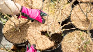 person covering container plants with frost protection