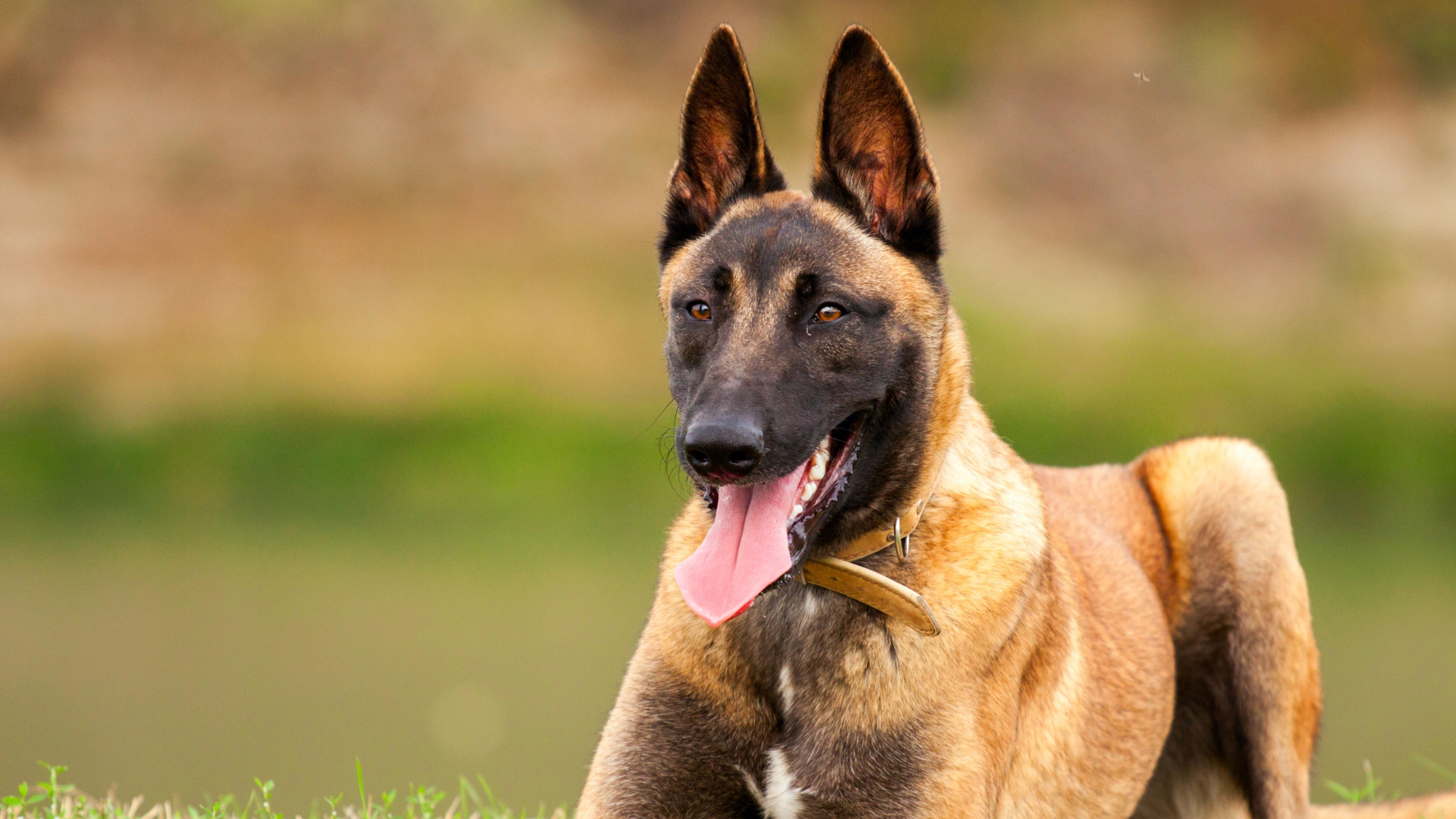 Belgian Malinois