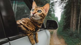 Suki hanging out the window of a car