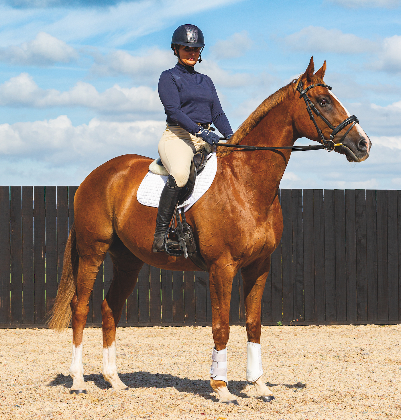 Retrained racehorse Native River, beautiful chestnut horse standing square: prime example of Retraining racehorses for showing