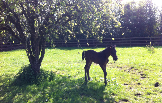 lexifoal2