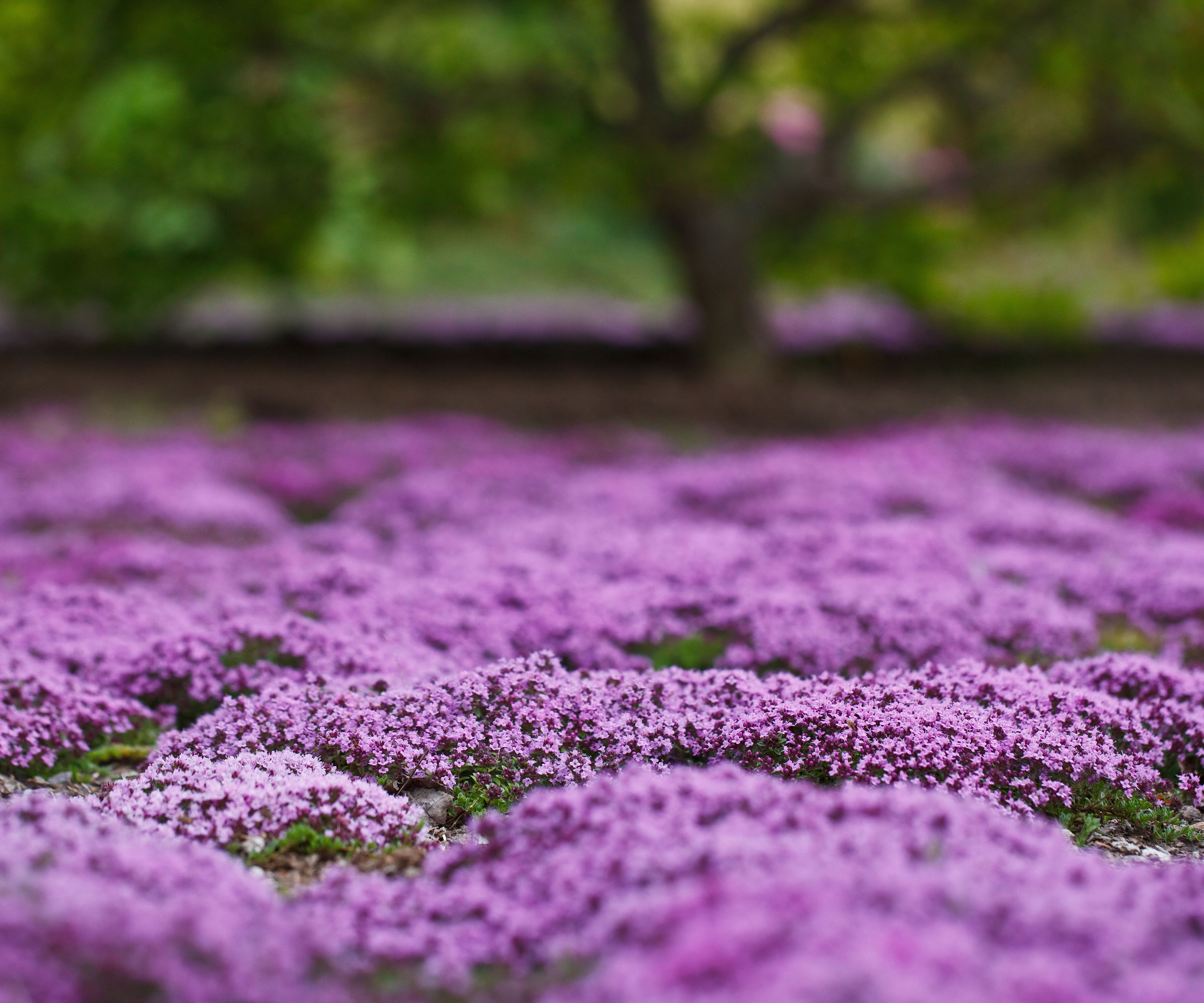 creeping thyme in lawn with purple flowers