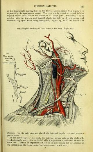 Gray's Anatomy neck