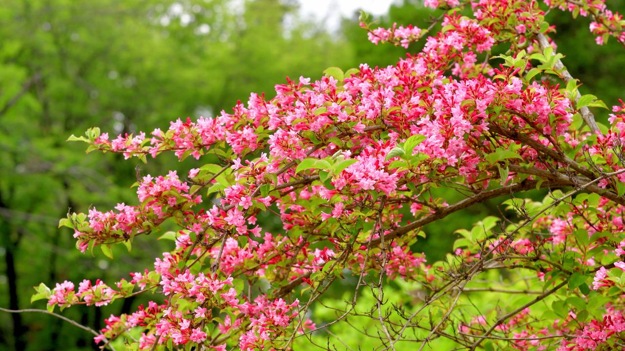 Pink weigela blooms in a back garden