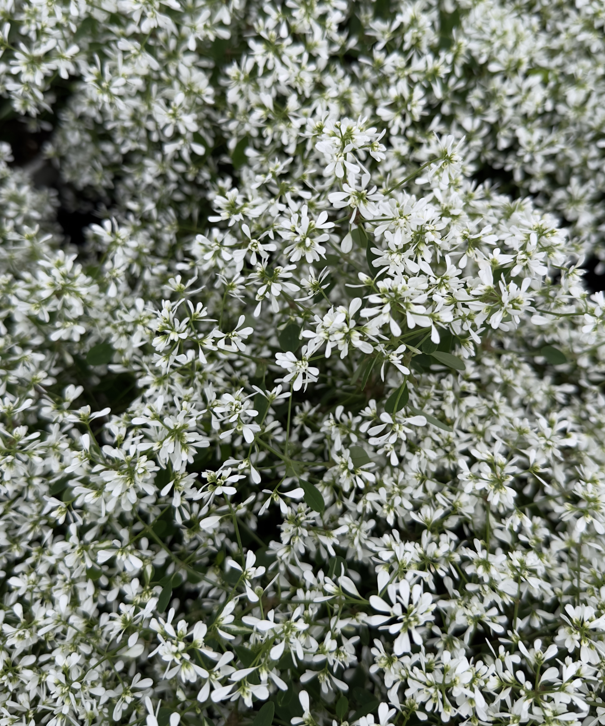 'Diamond Snow' Euphorbia