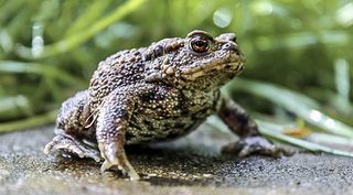 Will this amazing toad photo inspire you to take your camera on a wildlife hunt?