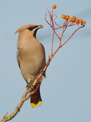 'Waxwing with berry' by Lee Sutton, won second prize in the Advanced Projected Nature category