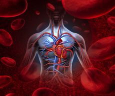 A diagram of the heart and blood vessels