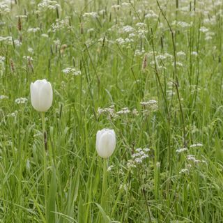 White wildflower meadow with white tulips