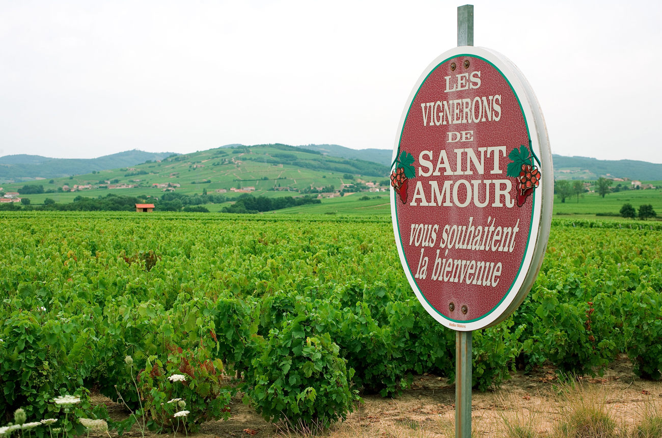 Saint Amour Beaujolais wine country