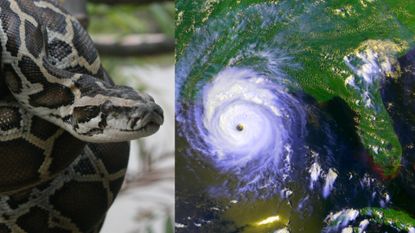 close up of a burmese python and satellite image of hurricane andrew approaching florida