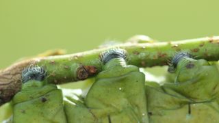 close up of a green caterpillar legs grasping a branch with a green background