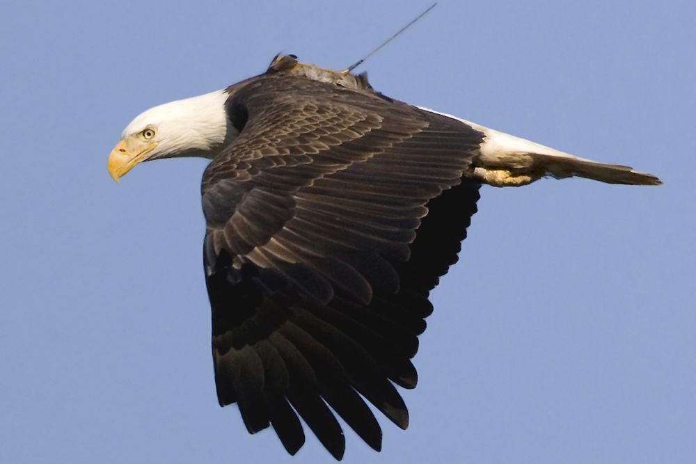 bald eagle, conservation