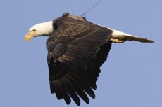 bald eagle, conservation