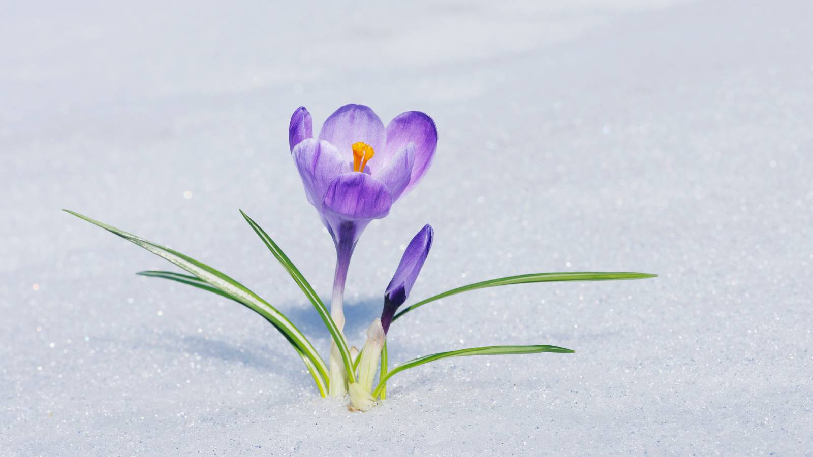 A purple crocus blooming in the snow