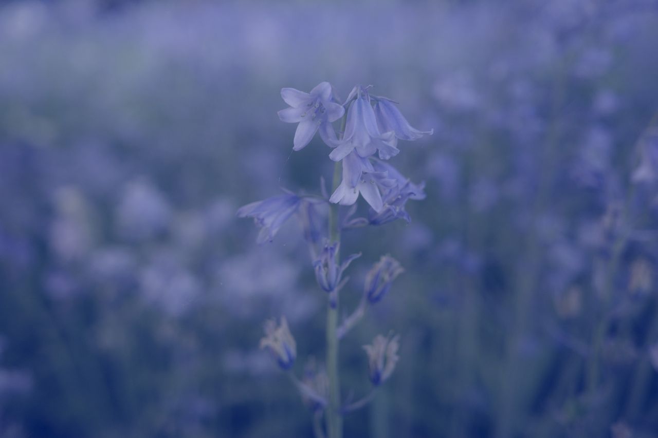 A carpet of bluebell flowers with purple tones