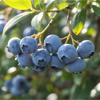 a cluster of tiny blueberries on shrub