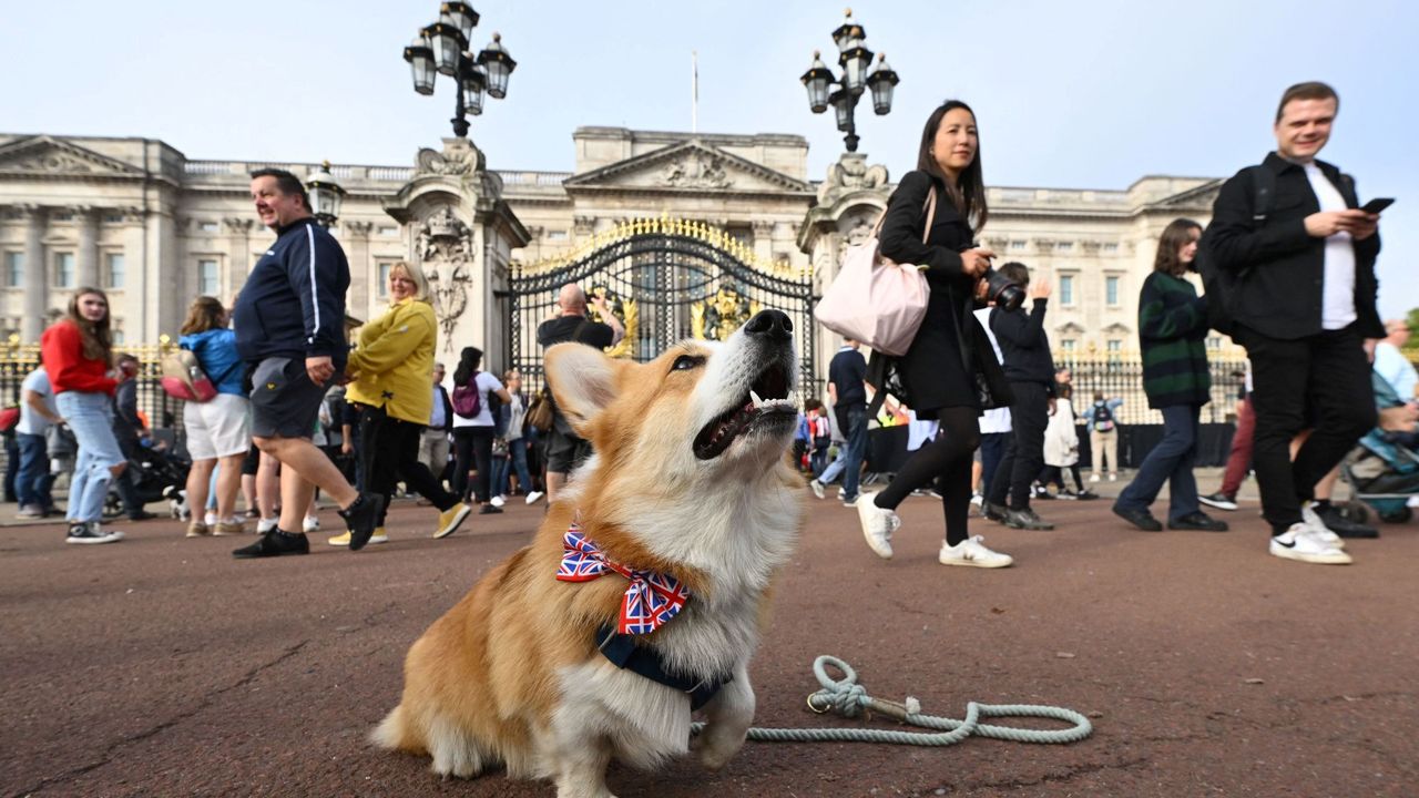 A corgi dog sits outside of Buckingham Palace in London on September 11, 2022, three days after her Majesty&#039;s death. - King Charles III pledged to follow his mother&#039;s example of &quot;lifelong service&quot; in his inaugural address to Britain and the Commonwealth on Friday, after ascending to the throne following the death of Queen Elizabeth II on September 8.