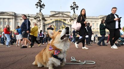 A corgi dog sits outside of Buckingham Palace in London on September 11, 2022, three days after her Majesty's death. - King Charles III pledged to follow his mother's example of "lifelong service" in his inaugural address to Britain and the Commonwealth on Friday, after ascending to the throne following the death of Queen Elizabeth II on September 8.