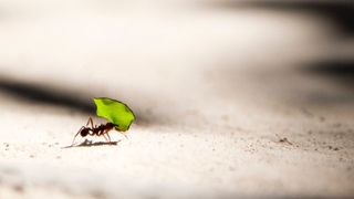 Ant