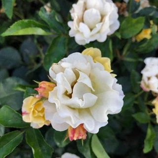 white roses from garden goods direct