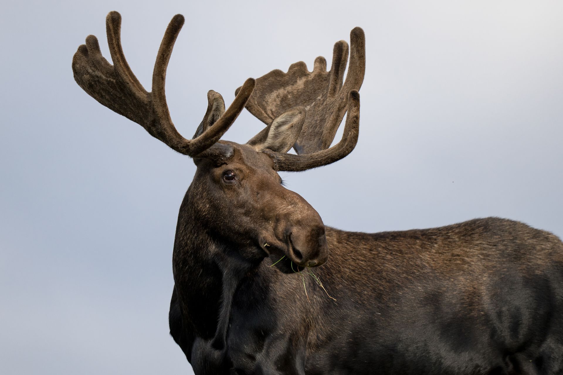 Bull Moose in Northern Colorado