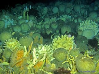 High Antarctic sponge community on the seafloor: glass, cabbage and other sponges; bottle brush gorgonians, holothurians (on sponges), others. ROV photo.