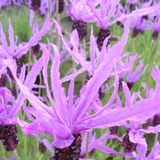 A collection of lavender stems in a field, with larger than normal purple petals sticking out at all angles from the top