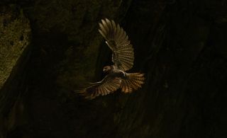 "As my companions caught up with me, the cave came alive in an explosion of fluttering wings. I had a nasty fall on the river rocks on my return trip, but my knee pain vanished when I saw this photo"