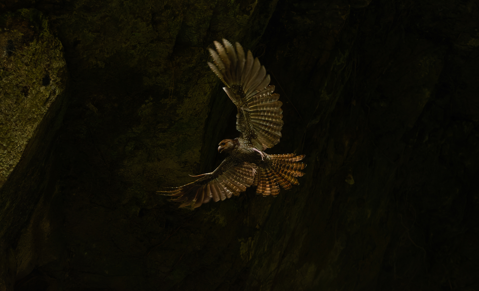 A brown bird with wings spread flies through a dark, mossy forest