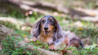 merle Dachshund