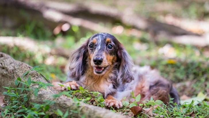 Merle Dachshund