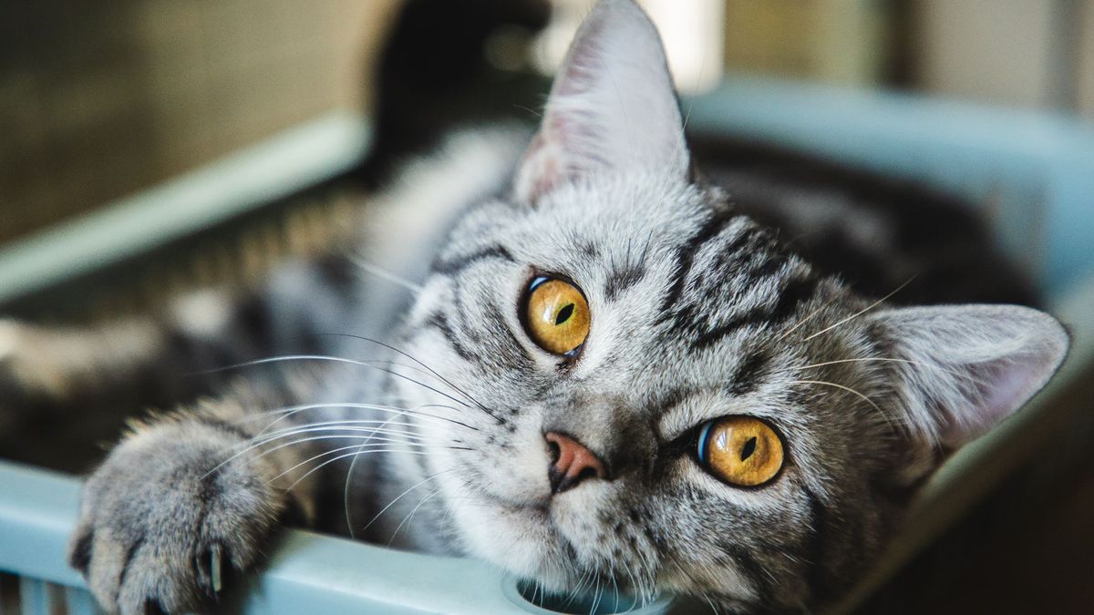 American shorthair cat sitting in basket