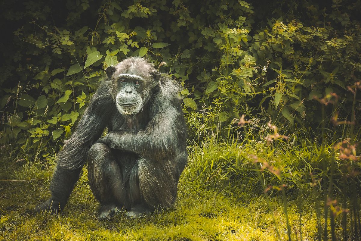 Can&#039;t go on a photography safari this year? Go ape with these tips to fill that void!