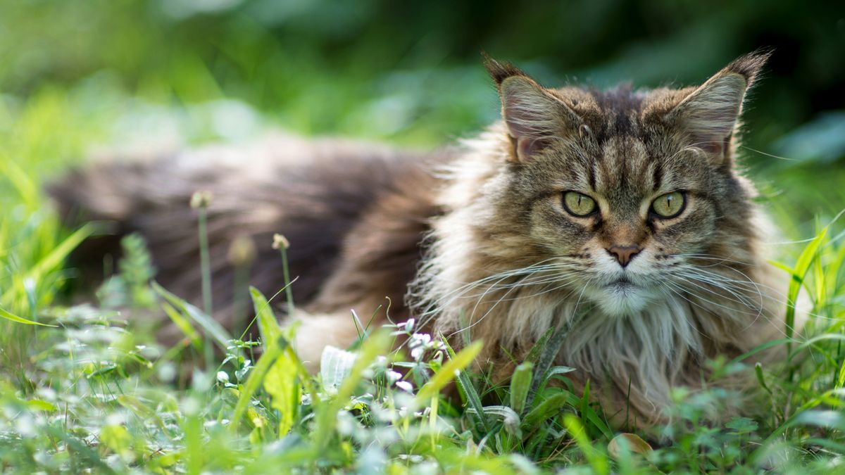 Maine Coon cat sitting in grass