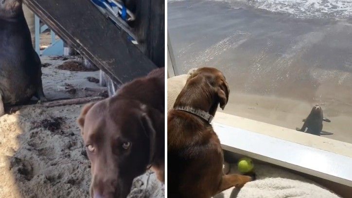 dog and sea lion