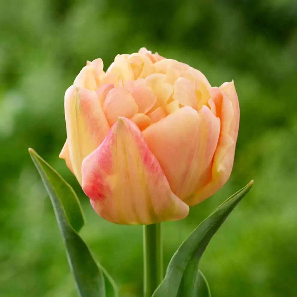 Tulip, Apricot Symbiose