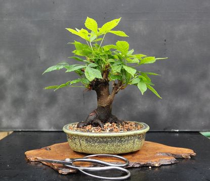 horse chestnut bonsai