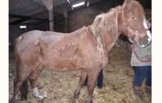 RSPCA-Peels-horses-02.jpg