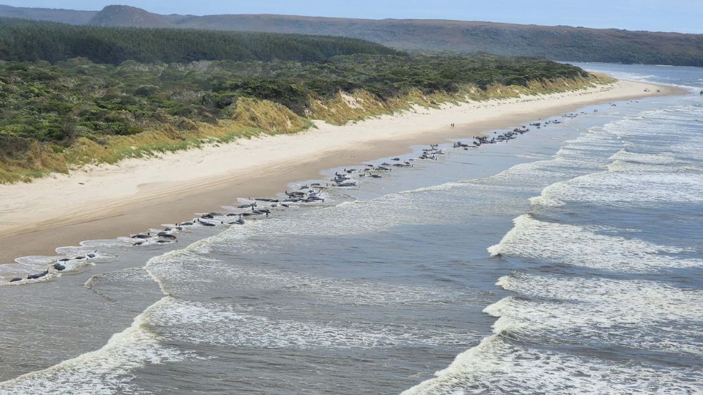 Dozens Of Pilot Whales Die In New Zealand's 3rd Mass Stranding In A Week