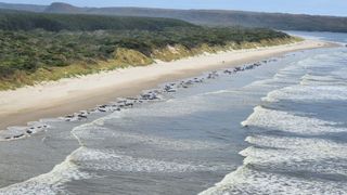 a photo of Ocean Beach, Tasmania taken from the air shows hundreds of pilot whales on the shoreline