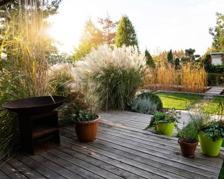 Ornamental grasses in backyard with decked area during sunset