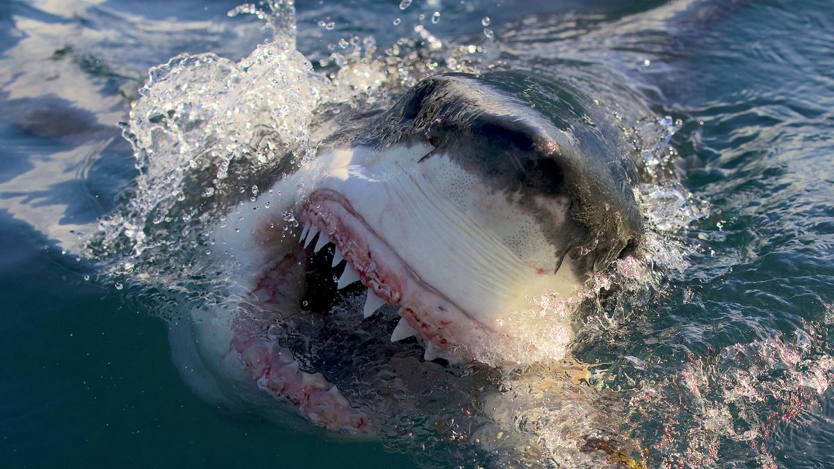 How to watch Shark Week 2024 online right now: Full schedule, channels and more