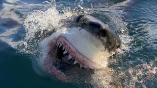 A shark opens its mouth above water in air jaws: final frontier, a shark week 2023 special